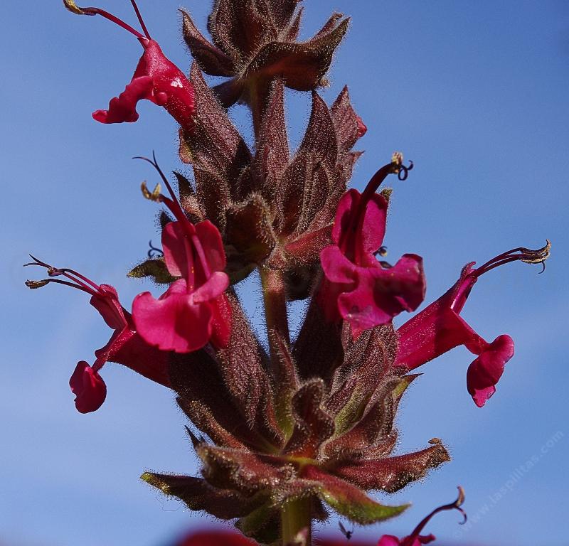 Salvia spathacea, Hummingbird Sage, don't the flowers  look edible?