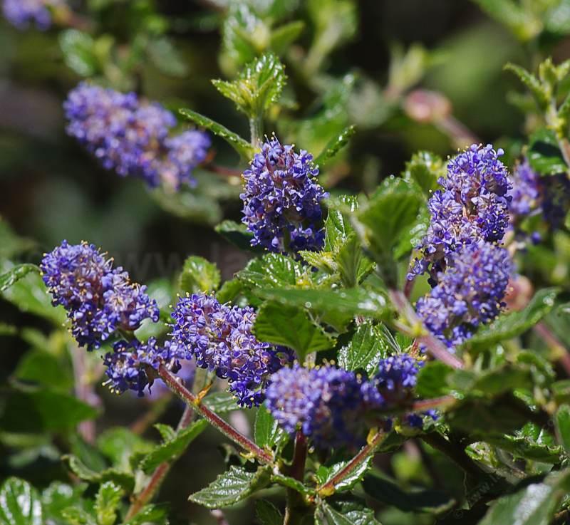 Ceanothus tomentosus, Woolly Leaf Mtn. Lilac has deep blue flowers. - grid24_24