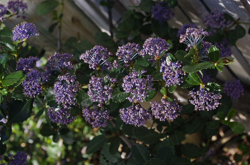 Ceanothus gloriosus Hearts Desire groundcover Mountain Lilac sprawls along at about one tall. - grid24_24