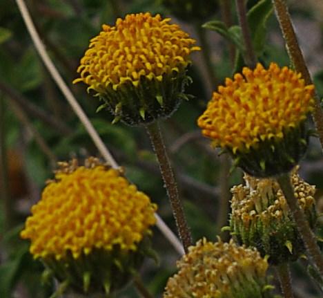 Encelia frutescens Button Brittlebush is really fragrant. Surprise, Surprise, a Gomer Pyle moment.