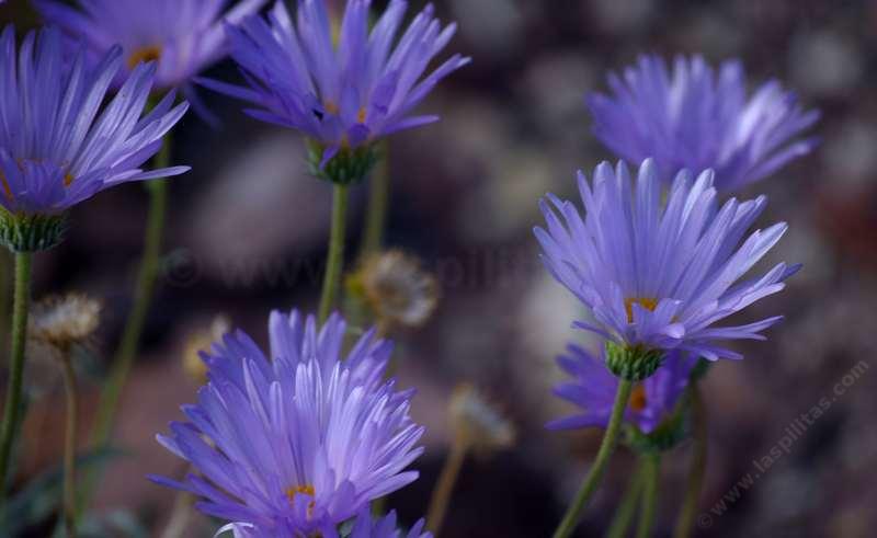 Side view of Xylorhiza tortifolia, or Machaeranthera tortifolia,  Mojave Aster