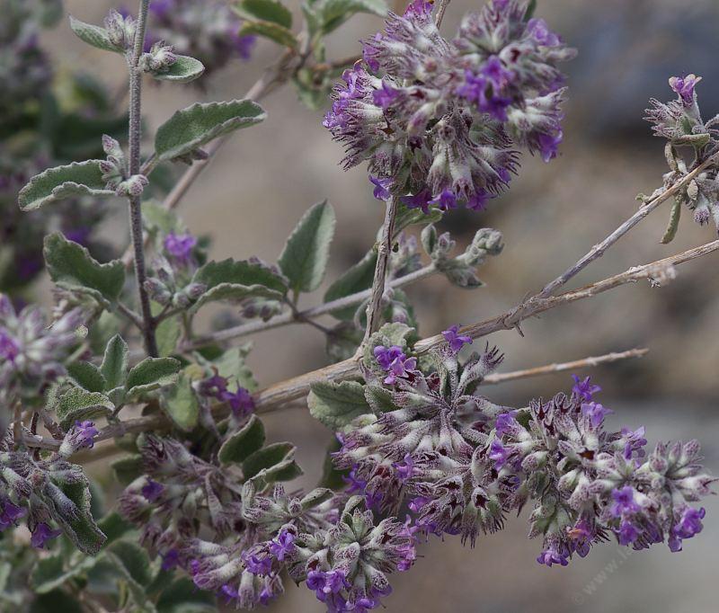 Hyptis emoryi, Desert Lavender