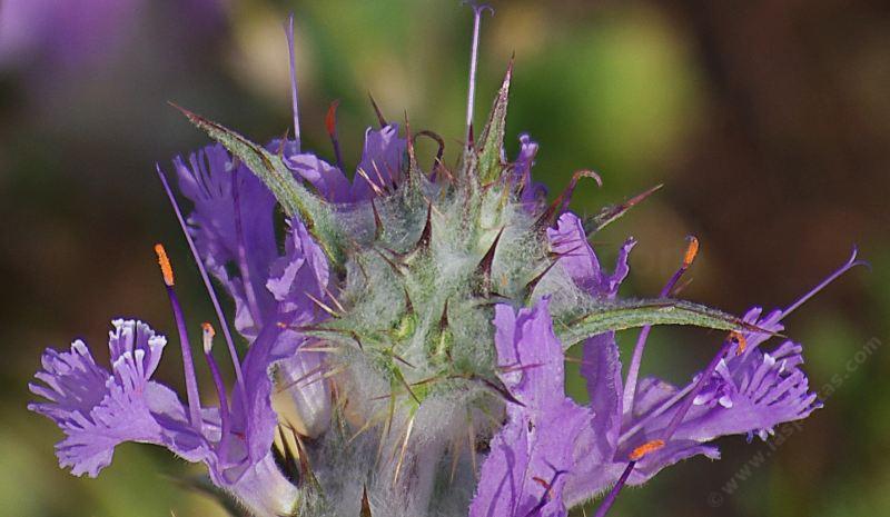 Salvia carduacea, Thistle Sage flowers.