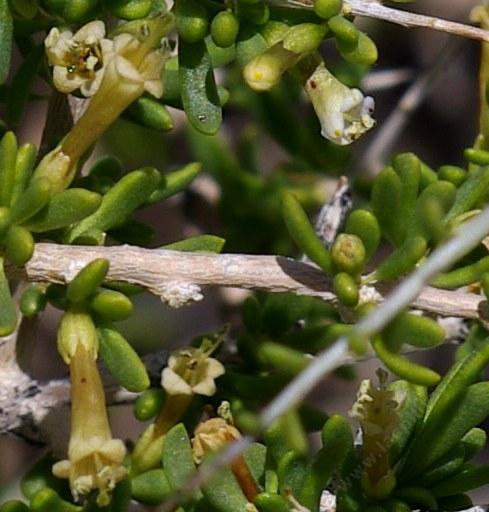 Lycium andersonii flowers