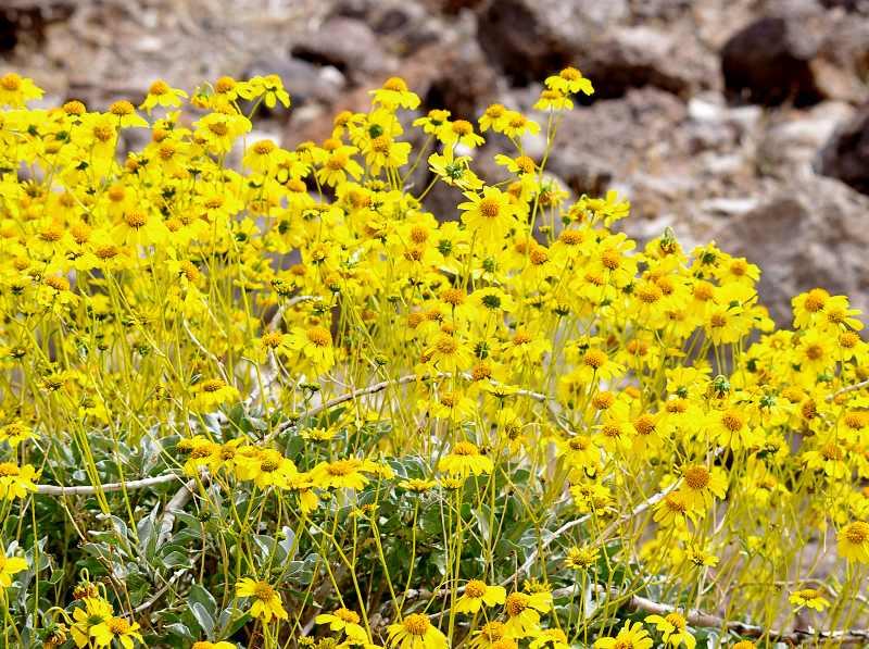 Encelia farinosa  Brittlebush, Goldenhills, Incienso in full flower. It will do this in most of Southern California with no irrigation. - grid24_24