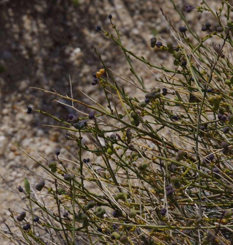 Thamnosma-montana-Turpentine-Bush