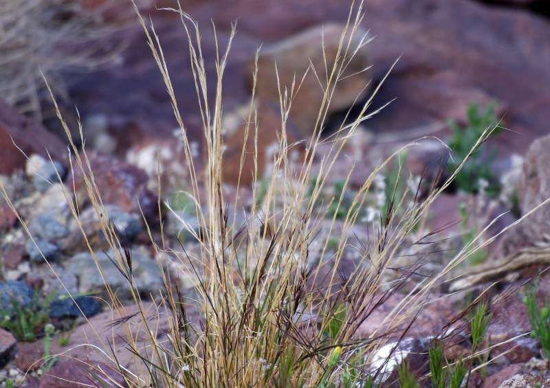 Aristida purpurea var. nealleyi (blue threeawn) in the wild eastb of Barstow