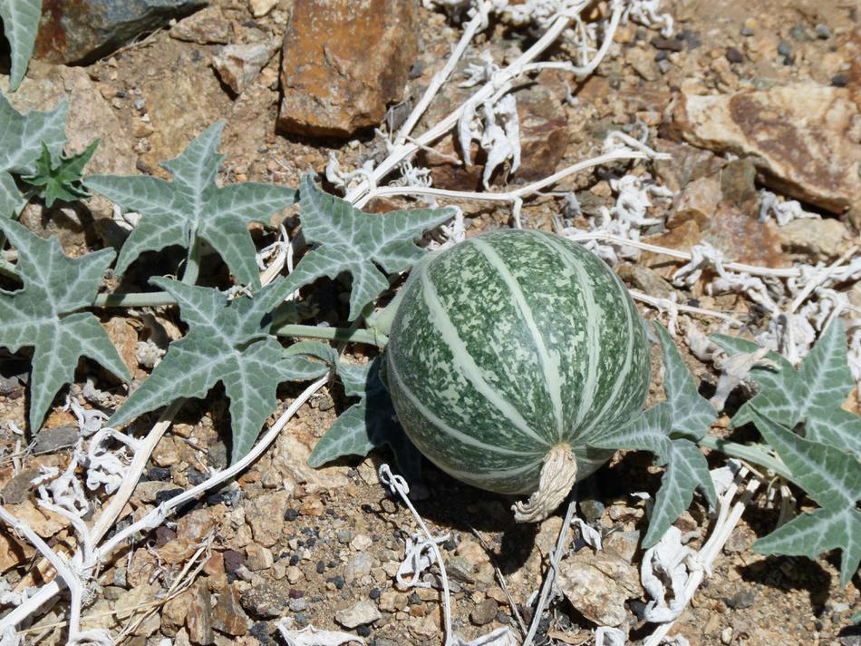 Cucurbita palmata, Coyote Gourd.