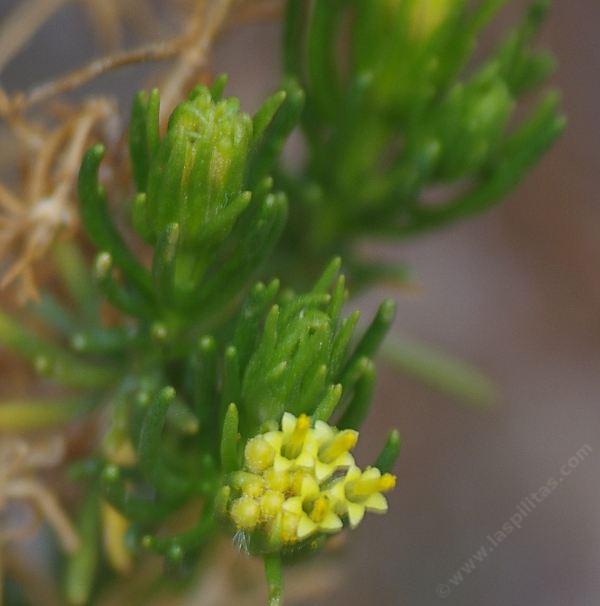 Peucephyllum schottii has aromatic foliage and yellow flowers. Pigmy-Cedar smells like a conifer.