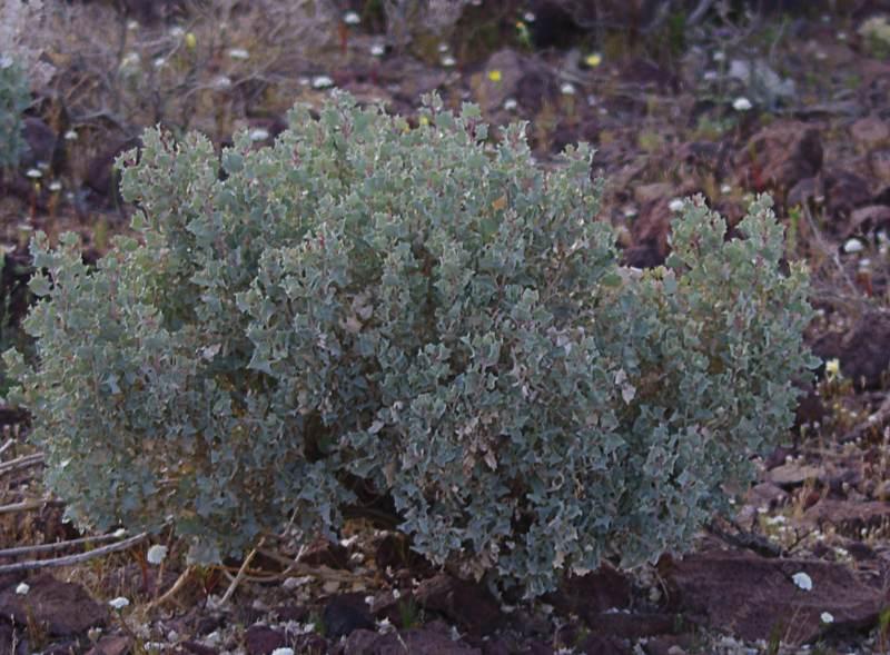 Atriplex hymenelytra Desert Holly east of Barstow - grid24_24