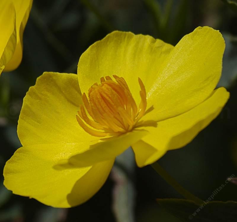 Bush Poppy flowers - grid24_24