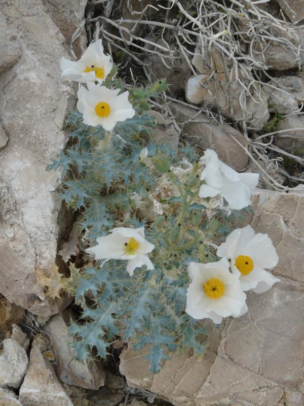 Argemone corymbosa