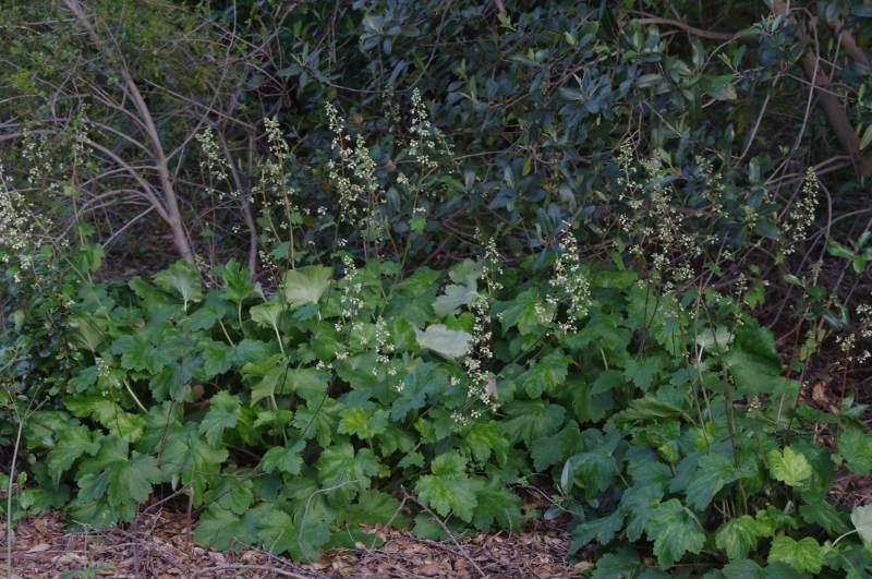 Heuchera maxima, Island Alum Root - grid24_24