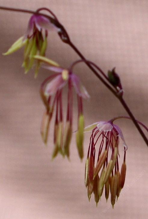 Meadow rue, Fendler's meadowrue, Fendler meadowrue flower