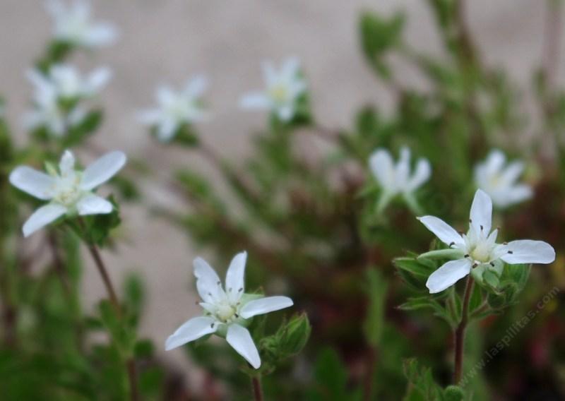 Horkelia Parryi Parrys, Ground Cover Plant With Tiny White Flowers