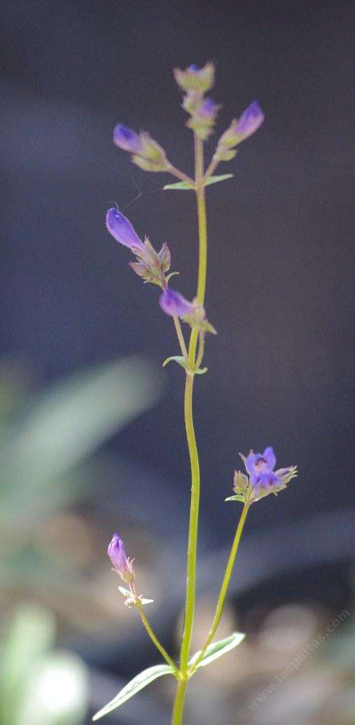 Penstemon roezlii, Roezl's beardtongue, Roezl's penstemon.