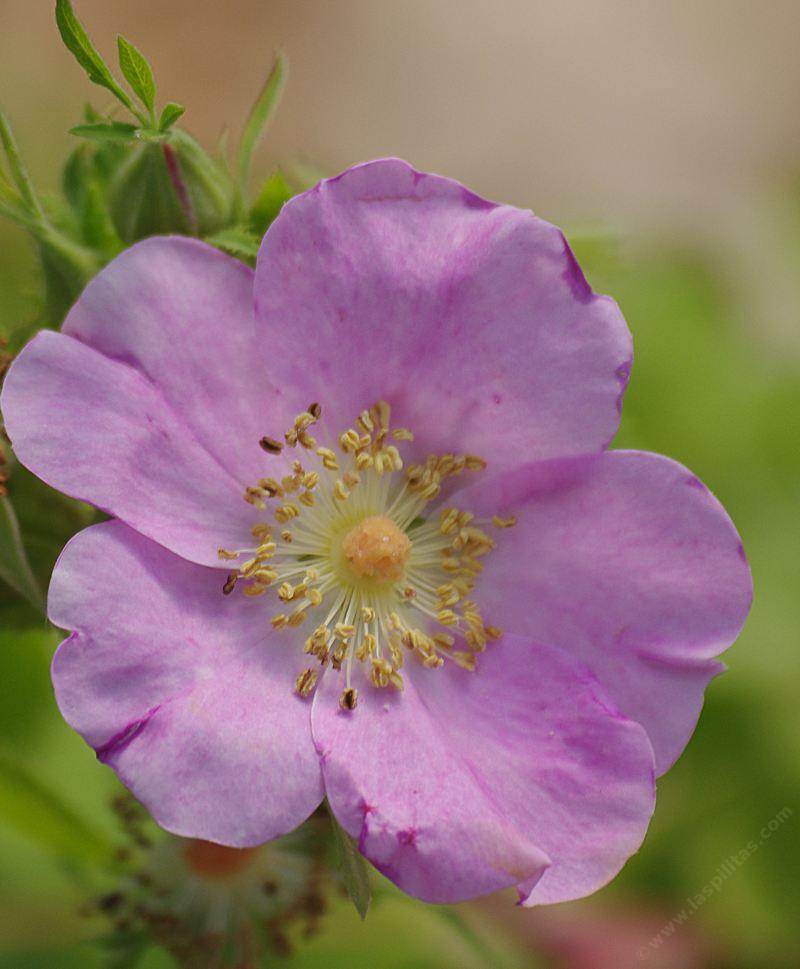 Wood Rose, Rosa-woodsii-glabrata