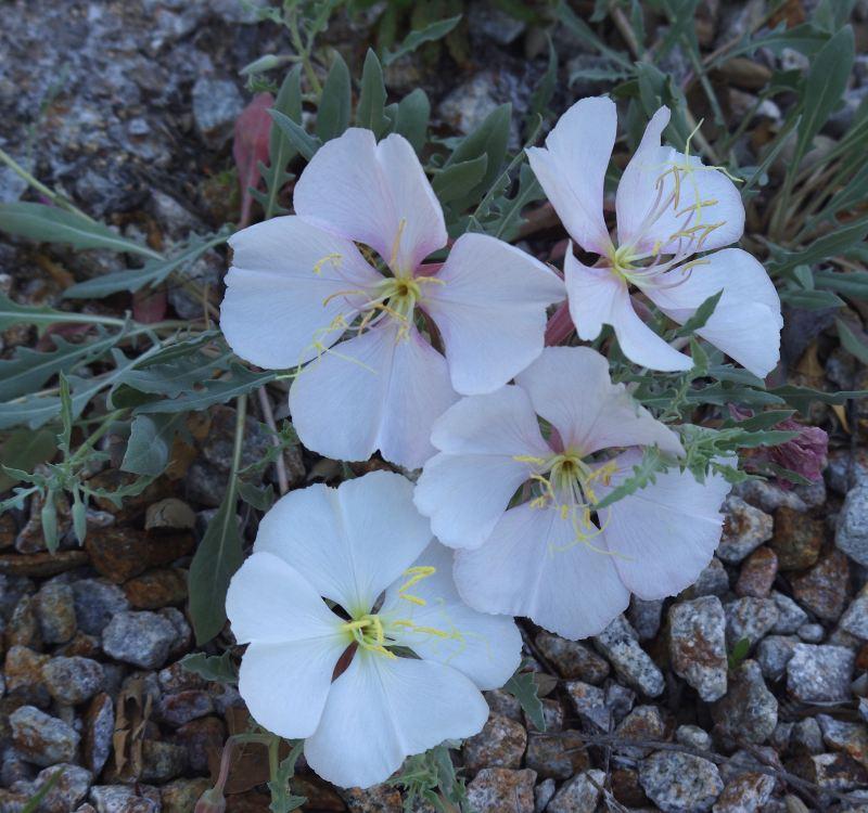 Oenothera californica California Evening primrose, and it smells GOOD