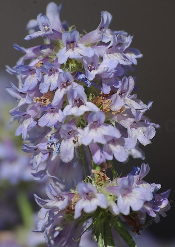  Penstemon procerus littleflower penstemon