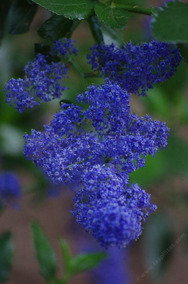 Ceanothus Sierra Blue flowers. The Ceanotus cyaneus color shows in this photo