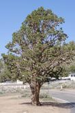 Juniperus occidentalis south east Baldwin Lake, Shay Rd.,  Big Bear 