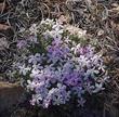  Leptodactylon pungens; Mountain Prickly Phlox