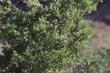 Prunus fasciculata,  (syn. Emplectocladus fasciculata) Desert almond with the little almonds. - grid24_24