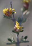  Blackbrush (Coleogyne ramosissima) flowers