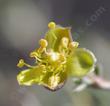  Blackbrush (Coleogyne ramosissima) flower