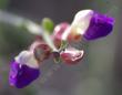 Salazaria mexicana Bladder-Sage flowers
