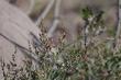 Salazaria mexicana Bladder-Sage flower growing at Santa Margarita - grid24_24