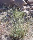 Oryzopsis hymenoides. Common Name Indian Ricegrass