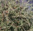 Prunus fasciculata Desert Almond with lady bugs