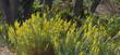 Stanleya pinnata Princes Plume between Joshua Trees and Cottonwoods - grid24_24