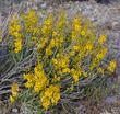 Desert Senna, Golden Cassia. Cassia Armata, near of Barstow - grid24_24