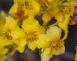 Desert Senna, Golden Cassia. Cassia Armata flowers