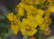 Desert Senna, Golden Cassia. Cassia Armata flower