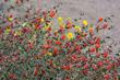 Desert mallow south of Barstow - grid24_24