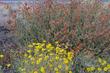 Near Barstow, Sphaeralcea ambigua and encelia actonii - grid24_24