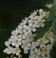 Prunus virginiana demissa, Western Chokecherry flowers