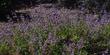 Salvia Dara's Choice as a groundcover.