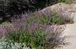 Nice blue flowers on a one foot tall and 3-4 feet wide bush.