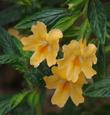 Diplacus-aurantiacus-lompocensis is a Sticky monkey flower with little sticky and bigger flowers and is sometimes called Mimulus aurantiacus, which is what they call almost all the monkey flowers. It's like everyone is Bob and Mary.