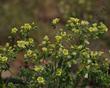 Emmenanthe penduliflora (whisperingbells), I don't know, they've never whispered anything to me.