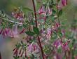 Symphoricarpos longiflorus  Desert snowberry, Long-flower Snowberry. The flowers are delicious to look at. - grid24_24