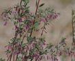 Symphoricarpos longiflorus  Desert snowberry, Long-flower Snowberry - grid24_24
