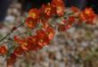 Sphaeralcea munroana. Munro's Globemallow - grid24_24