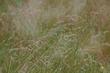 Pine Bluegrass, Poa scabrella