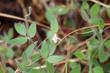 Lotus purshianus, Spanish clover, Spanish Lotus 