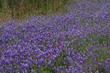 Sky Lupine, Foothill Lupine with a few Owls Clovers, in one of our fields